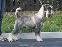 sammy49