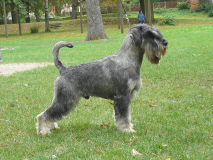 sammy55