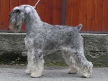 casy_nitra_cacib