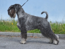 darcy04