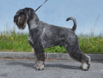 darcy05