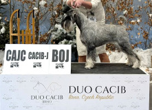 glori_duocacib