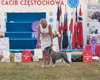gloria_czest6