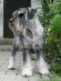 jawar02