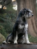 kofee1