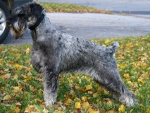 komtesa02