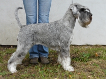 nesi11