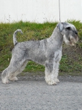 nesi20