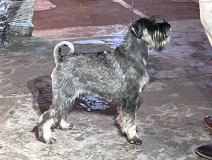 maud7