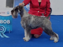 norma45