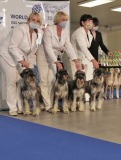 showman17