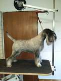 showman3