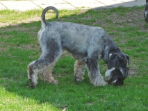 sirius04