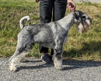 archibald