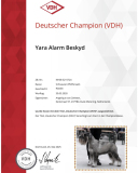 yara_champ