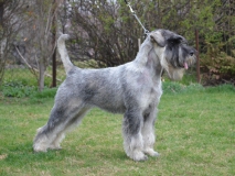 zafira06